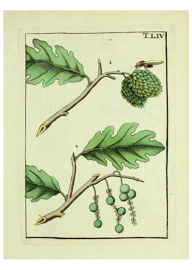 Reproducción/Reproduction 37586903042: Naturgeschichte, Klassification und Nomenclatur der Insekten vom Bienen, Wespen und Ameisengeschlecht :. Frankfurt am Main :in der Hermannischen Buchhandlung,1791.. 