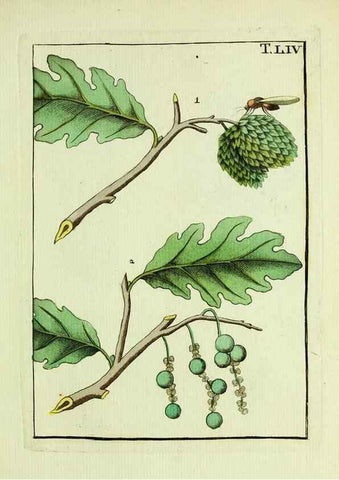 Reproducción/Reproduction 37586903042: Naturgeschichte, Klassification und Nomenclatur der Insekten vom Bienen, Wespen und Ameisengeschlecht :. Frankfurt am Main :in der Hermannischen Buchhandlung,1791.. 
