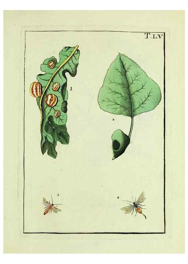 Reproducción/Reproduction 37586903832: Naturgeschichte, Klassification und Nomenclatur der Insekten vom Bienen, Wespen und Ameisengeschlecht :. Frankfurt am Main :in der Hermannischen Buchhandlung,1791.. 
