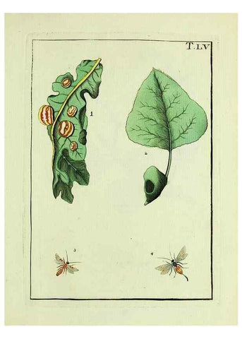Reproducción/Reproduction 37586903832: Naturgeschichte, Klassification und Nomenclatur der Insekten vom Bienen, Wespen und Ameisengeschlecht :. Frankfurt am Main :in der Hermannischen Buchhandlung,1791.. 