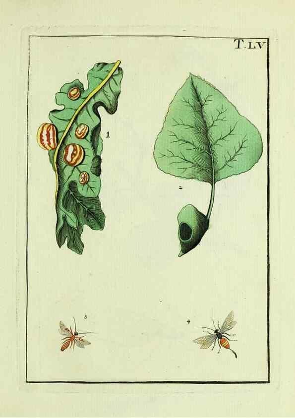 Reproducción/Reproduction 37586903832: Naturgeschichte, Klassification und Nomenclatur der Insekten vom Bienen, Wespen und Ameisengeschlecht :. Frankfurt am Main :in der Hermannischen Buchhandlung,1791.. 