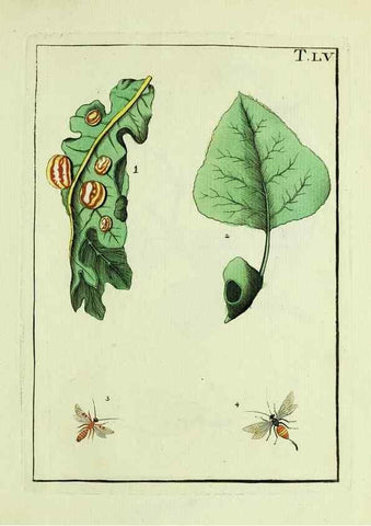 Reproducción/Reproduction 37586903832: Naturgeschichte, Klassification und Nomenclatur der Insekten vom Bienen, Wespen und Ameisengeschlecht :. Frankfurt am Main :in der Hermannischen Buchhandlung,1791.. 