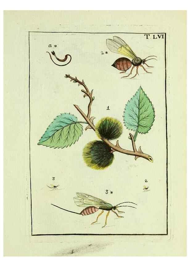 Reproducción/Reproduction 37586904792: Naturgeschichte, Klassification und Nomenclatur der Insekten vom Bienen, Wespen und Ameisengeschlecht :. Frankfurt am Main :in der Hermannischen Buchhandlung,1791.. 