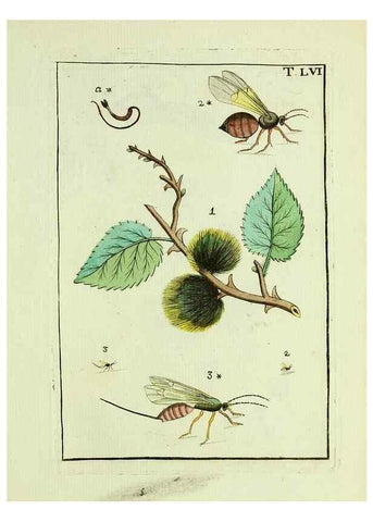 Reproducción/Reproduction 37586904792: Naturgeschichte, Klassification und Nomenclatur der Insekten vom Bienen, Wespen und Ameisengeschlecht :. Frankfurt am Main :in der Hermannischen Buchhandlung,1791.. 