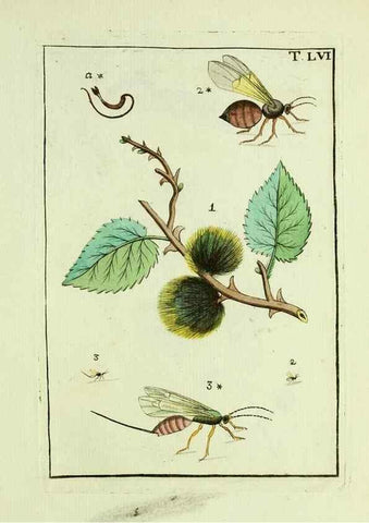 Reproducción/Reproduction 37586904792: Naturgeschichte, Klassification und Nomenclatur der Insekten vom Bienen, Wespen und Ameisengeschlecht :. Frankfurt am Main :in der Hermannischen Buchhandlung,1791.. 