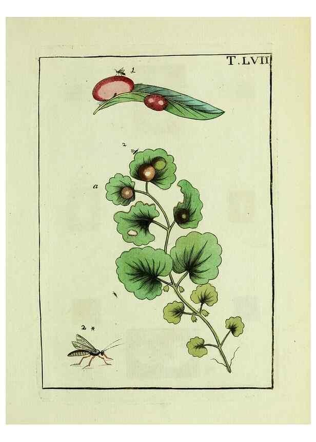 Reproducción/Reproduction 37360574350: Naturgeschichte, Klassification und Nomenclatur der Insekten vom Bienen, Wespen und Ameisengeschlecht :. Frankfurt am Main :in der Hermannischen Buchhandlung,1791.. 