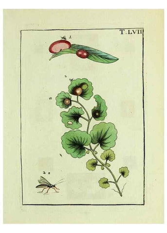 Reproducción/Reproduction 37360574350: Naturgeschichte, Klassification und Nomenclatur der Insekten vom Bienen, Wespen und Ameisengeschlecht :. Frankfurt am Main :in der Hermannischen Buchhandlung,1791.. 