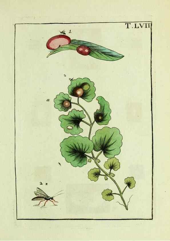 Reproducción/Reproduction 37360574350: Naturgeschichte, Klassification und Nomenclatur der Insekten vom Bienen, Wespen und Ameisengeschlecht :. Frankfurt am Main :in der Hermannischen Buchhandlung,1791.. 