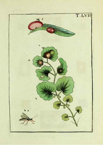 Reproducción/Reproduction 37360574350: Naturgeschichte, Klassification und Nomenclatur der Insekten vom Bienen, Wespen und Ameisengeschlecht :. Frankfurt am Main :in der Hermannischen Buchhandlung,1791.. 