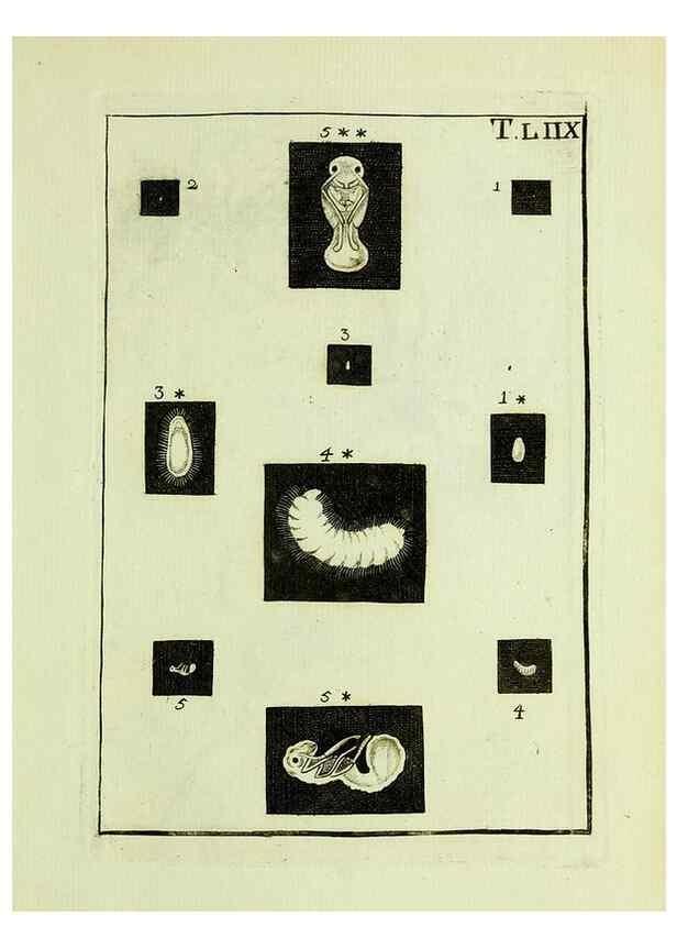 Reproducción/Reproduction 37360576400: Naturgeschichte, Klassification und Nomenclatur der Insekten vom Bienen, Wespen und Ameisengeschlecht :. Frankfurt am Main :in der Hermannischen Buchhandlung,1791.. 