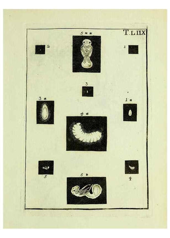 Reproducción/Reproduction 37360576400: Naturgeschichte, Klassification und Nomenclatur der Insekten vom Bienen, Wespen und Ameisengeschlecht :. Frankfurt am Main :in der Hermannischen Buchhandlung,1791.. 