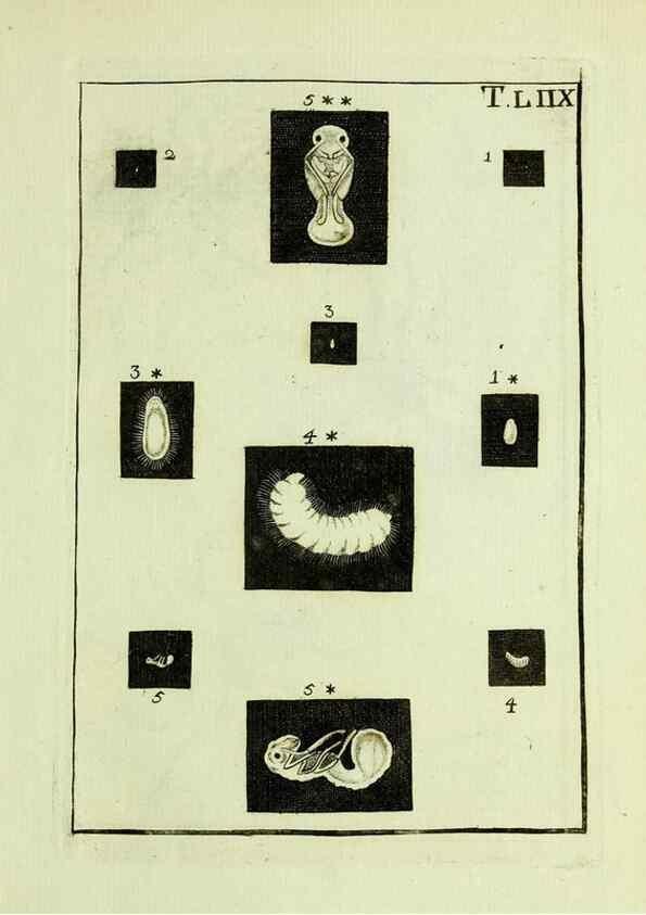 Reproducción/Reproduction 37360576400: Naturgeschichte, Klassification und Nomenclatur der Insekten vom Bienen, Wespen und Ameisengeschlecht :. Frankfurt am Main :in der Hermannischen Buchhandlung,1791.. 