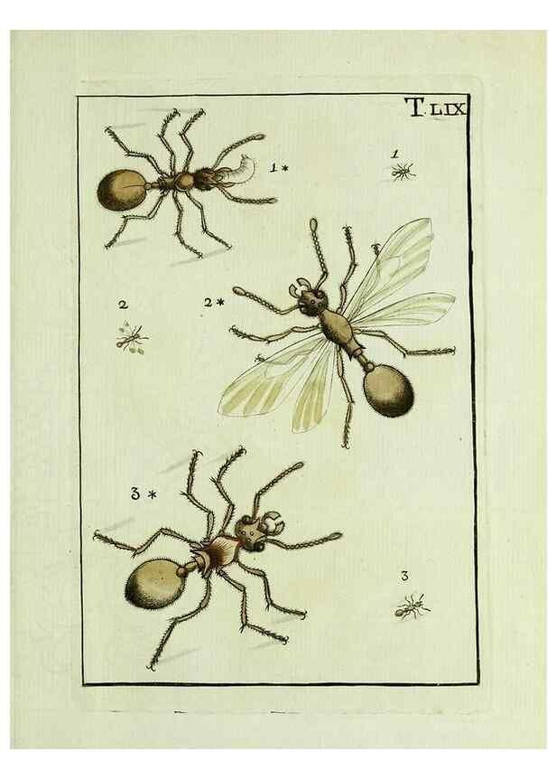 Reproducción/Reproduction 37360578110: Naturgeschichte, Klassification und Nomenclatur der Insekten vom Bienen, Wespen und Ameisengeschlecht :. Frankfurt am Main :in der Hermannischen Buchhandlung,1791.. 