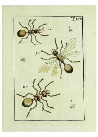 Reproducción/Reproduction 37360578110: Naturgeschichte, Klassification und Nomenclatur der Insekten vom Bienen, Wespen und Ameisengeschlecht :. Frankfurt am Main :in der Hermannischen Buchhandlung,1791.. 