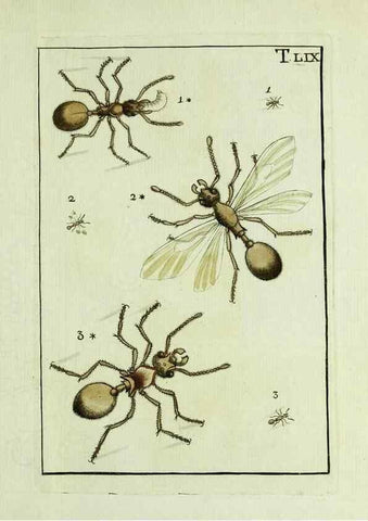 Reproducción/Reproduction 37360578110: Naturgeschichte, Klassification und Nomenclatur der Insekten vom Bienen, Wespen und Ameisengeschlecht :. Frankfurt am Main :in der Hermannischen Buchhandlung,1791.. 
