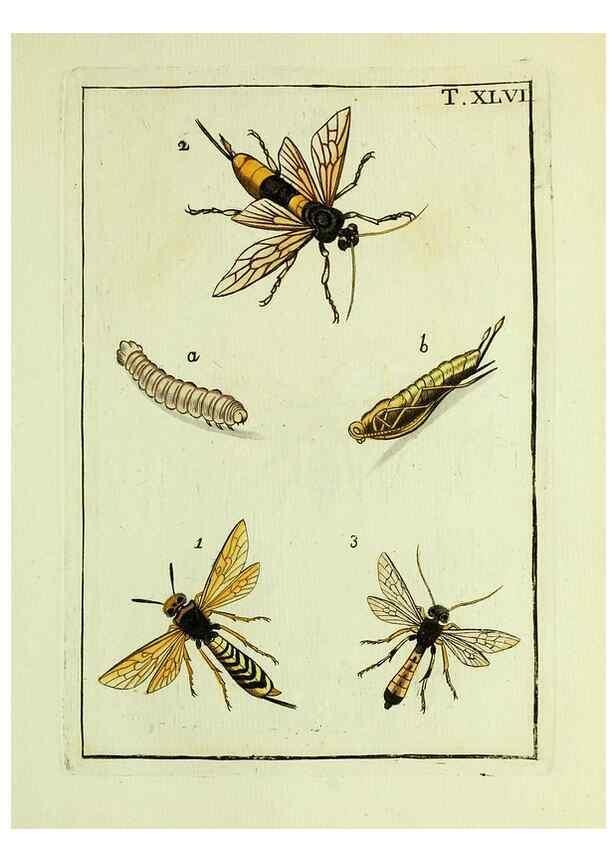 Reproducción/Reproduction 37570442826: Naturgeschichte, Klassification und Nomenclatur der Insekten vom Bienen, Wespen und Ameisengeschlecht :. Frankfurt am Main :in der Hermannischen Buchhandlung,1791.. 
