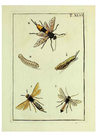 Reproducción/Reproduction 37570442826: Naturgeschichte, Klassification und Nomenclatur der Insekten vom Bienen, Wespen und Ameisengeschlecht :. Frankfurt am Main :in der Hermannischen Buchhandlung,1791.. 