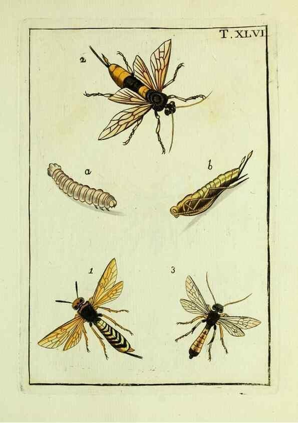 Reproducción/Reproduction 37570442826: Naturgeschichte, Klassification und Nomenclatur der Insekten vom Bienen, Wespen und Ameisengeschlecht :. Frankfurt am Main :in der Hermannischen Buchhandlung,1791.. 