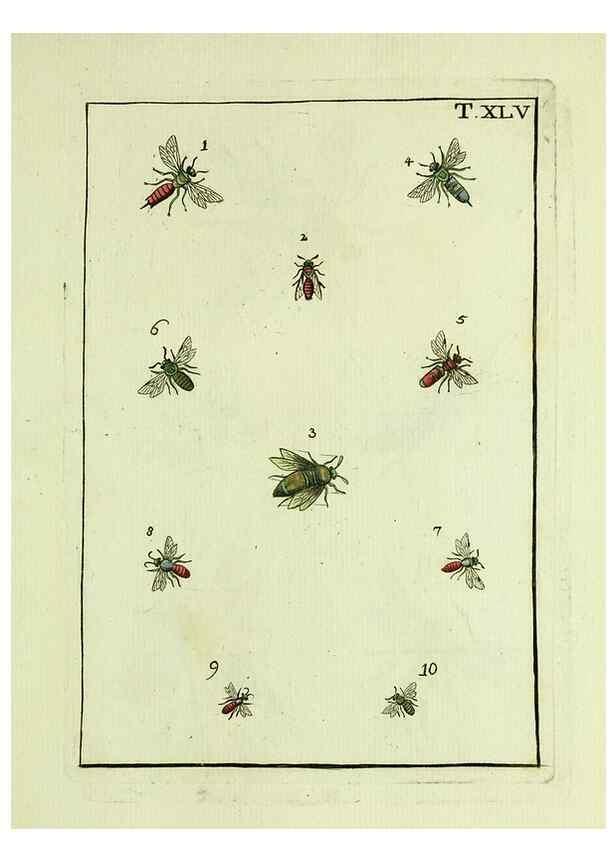 Reproducción/Reproduction 37570441316: Naturgeschichte, Klassification und Nomenclatur der Insekten vom Bienen, Wespen und Ameisengeschlecht :. Frankfurt am Main :in der Hermannischen Buchhandlung,1791.. 