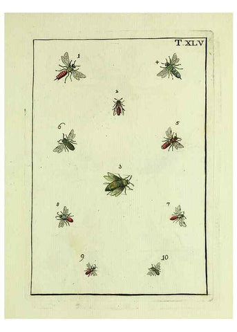 Reproducción/Reproduction 37570441316: Naturgeschichte, Klassification und Nomenclatur der Insekten vom Bienen, Wespen und Ameisengeschlecht :. Frankfurt am Main :in der Hermannischen Buchhandlung,1791.. 