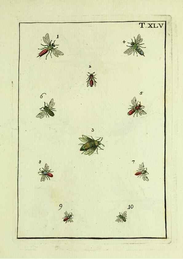 Reproducción/Reproduction 37570441316: Naturgeschichte, Klassification und Nomenclatur der Insekten vom Bienen, Wespen und Ameisengeschlecht :. Frankfurt am Main :in der Hermannischen Buchhandlung,1791.. 