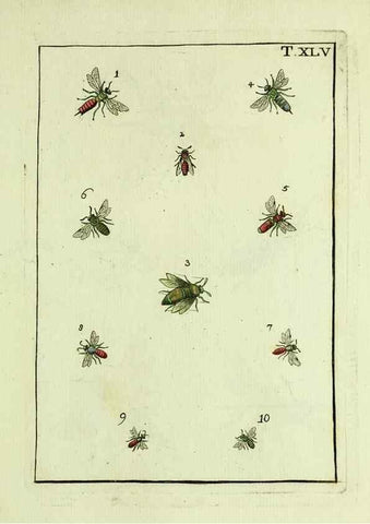 Reproducción/Reproduction 37570441316: Naturgeschichte, Klassification und Nomenclatur der Insekten vom Bienen, Wespen und Ameisengeschlecht :. Frankfurt am Main :in der Hermannischen Buchhandlung,1791.. 