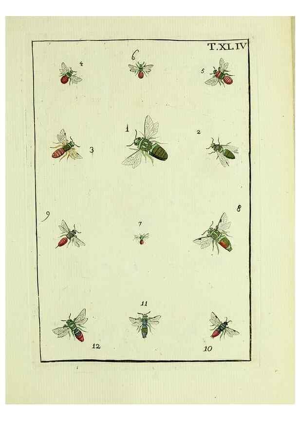 Reproducción/Reproduction 37570439586: Naturgeschichte, Klassification und Nomenclatur der Insekten vom Bienen, Wespen und Ameisengeschlecht :. Frankfurt am Main :in der Hermannischen Buchhandlung,1791.. 