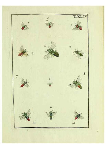 Reproducción/Reproduction 37570439586: Naturgeschichte, Klassification und Nomenclatur der Insekten vom Bienen, Wespen und Ameisengeschlecht :. Frankfurt am Main :in der Hermannischen Buchhandlung,1791.. 