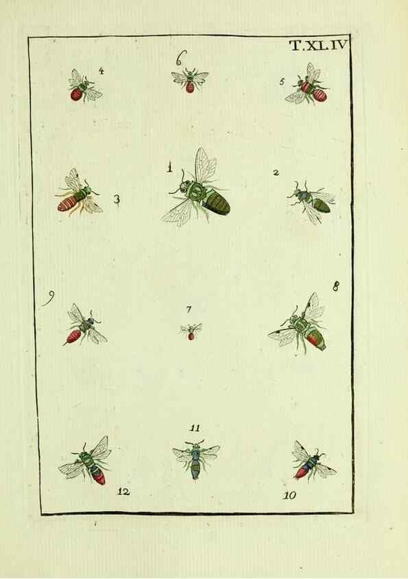 Reproducción/Reproduction 37570439586: Naturgeschichte, Klassification und Nomenclatur der Insekten vom Bienen, Wespen und Ameisengeschlecht :. Frankfurt am Main :in der Hermannischen Buchhandlung,1791.. 