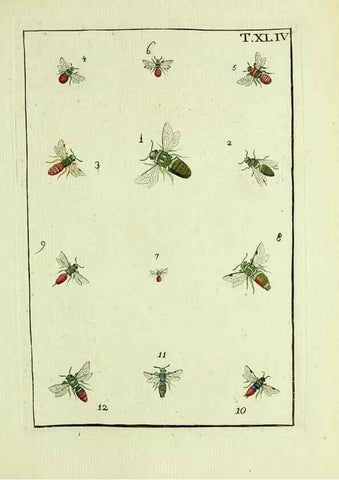 Reproducción/Reproduction 37570439586: Naturgeschichte, Klassification und Nomenclatur der Insekten vom Bienen, Wespen und Ameisengeschlecht :. Frankfurt am Main :in der Hermannischen Buchhandlung,1791.. 