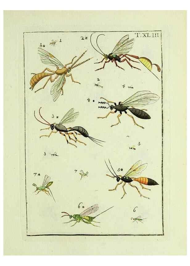 Reproducción/Reproduction 37570437936: Naturgeschichte, Klassification und Nomenclatur der Insekten vom Bienen, Wespen und Ameisengeschlecht :. Frankfurt am Main :in der Hermannischen Buchhandlung,1791.. 