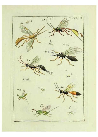 Reproducción/Reproduction 37570437936: Naturgeschichte, Klassification und Nomenclatur der Insekten vom Bienen, Wespen und Ameisengeschlecht :. Frankfurt am Main :in der Hermannischen Buchhandlung,1791.. 