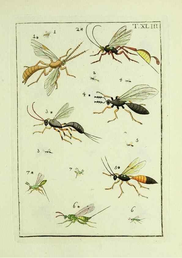 Reproducción/Reproduction 37570437936: Naturgeschichte, Klassification und Nomenclatur der Insekten vom Bienen, Wespen und Ameisengeschlecht :. Frankfurt am Main :in der Hermannischen Buchhandlung,1791.. 