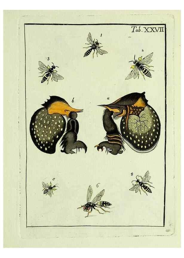 Reproducción/Reproduction 23766048768: Naturgeschichte, Klassification und Nomenclatur der Insekten vom Bienen, Wespen und Ameisengeschlecht :. Frankfurt am Main :in der Hermannischen Buchhandlung,1791.. 