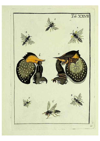 Reproducción/Reproduction 23766048768: Naturgeschichte, Klassification und Nomenclatur der Insekten vom Bienen, Wespen und Ameisengeschlecht :. Frankfurt am Main :in der Hermannischen Buchhandlung,1791.. 