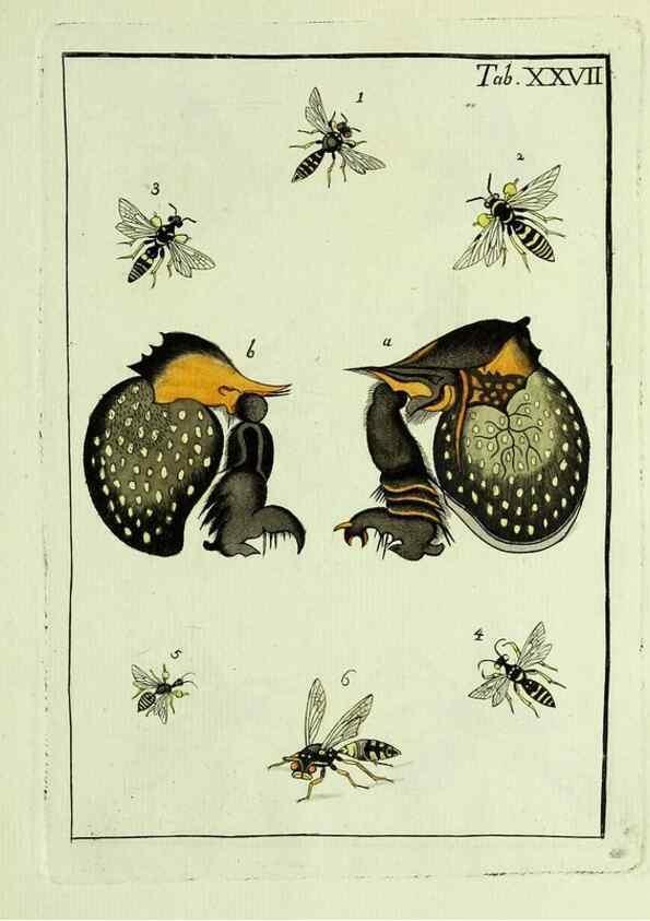 Reproducción/Reproduction 23766048768: Naturgeschichte, Klassification und Nomenclatur der Insekten vom Bienen, Wespen und Ameisengeschlecht :. Frankfurt am Main :in der Hermannischen Buchhandlung,1791.. 