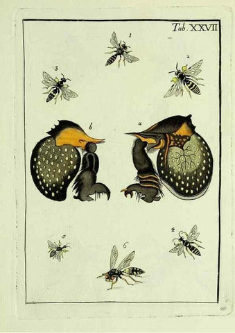 Reproducción/Reproduction 23766048768: Naturgeschichte, Klassification und Nomenclatur der Insekten vom Bienen, Wespen und Ameisengeschlecht :. Frankfurt am Main :in der Hermannischen Buchhandlung,1791.. 