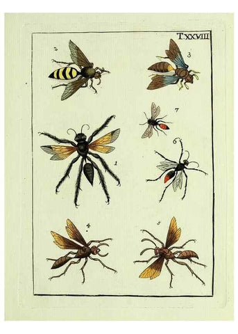 Reproducción/Reproduction 23766052298: Naturgeschichte, Klassification und Nomenclatur der Insekten vom Bienen, Wespen und Ameisengeschlecht :. Frankfurt am Main :in der Hermannischen Buchhandlung,1791.. 