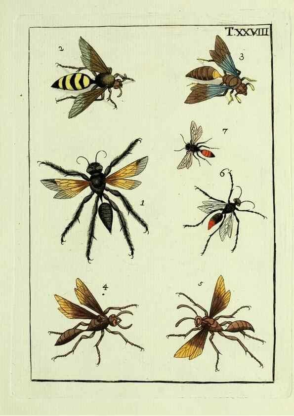Reproducción/Reproduction 23766052298: Naturgeschichte, Klassification und Nomenclatur der Insekten vom Bienen, Wespen und Ameisengeschlecht :. Frankfurt am Main :in der Hermannischen Buchhandlung,1791.. 