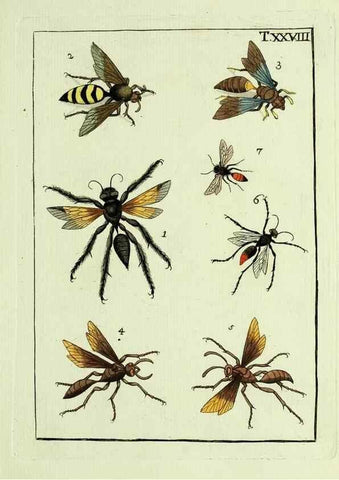 Reproducción/Reproduction 23766052298: Naturgeschichte, Klassification und Nomenclatur der Insekten vom Bienen, Wespen und Ameisengeschlecht :. Frankfurt am Main :in der Hermannischen Buchhandlung,1791.. 