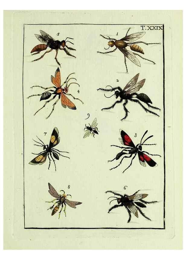 Reproducción/Reproduction 23766055358: Naturgeschichte, Klassification und Nomenclatur der Insekten vom Bienen, Wespen und Ameisengeschlecht :. Frankfurt am Main :in der Hermannischen Buchhandlung,1791.. 