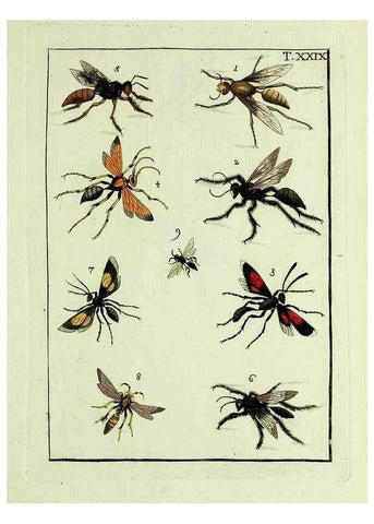Reproducción/Reproduction 23766055358: Naturgeschichte, Klassification und Nomenclatur der Insekten vom Bienen, Wespen und Ameisengeschlecht :. Frankfurt am Main :in der Hermannischen Buchhandlung,1791.. 