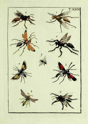 Reproducción/Reproduction 23766055358: Naturgeschichte, Klassification und Nomenclatur der Insekten vom Bienen, Wespen und Ameisengeschlecht :. Frankfurt am Main :in der Hermannischen Buchhandlung,1791.. 