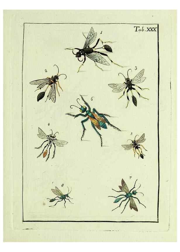 Reproducción/Reproduction 23766057238: Naturgeschichte, Klassification und Nomenclatur der Insekten vom Bienen, Wespen und Ameisengeschlecht :. Frankfurt am Main :in der Hermannischen Buchhandlung,1791.. 