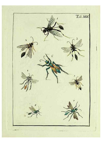 Reproducción/Reproduction 23766057238: Naturgeschichte, Klassification und Nomenclatur der Insekten vom Bienen, Wespen und Ameisengeschlecht :. Frankfurt am Main :in der Hermannischen Buchhandlung,1791.. 