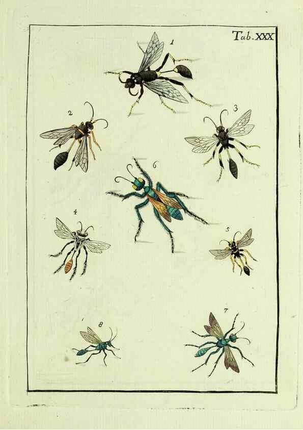 Reproducción/Reproduction 23766057238: Naturgeschichte, Klassification und Nomenclatur der Insekten vom Bienen, Wespen und Ameisengeschlecht :. Frankfurt am Main :in der Hermannischen Buchhandlung,1791.. 