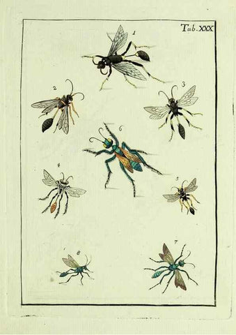 Reproducción/Reproduction 23766057238: Naturgeschichte, Klassification und Nomenclatur der Insekten vom Bienen, Wespen und Ameisengeschlecht :. Frankfurt am Main :in der Hermannischen Buchhandlung,1791.. 