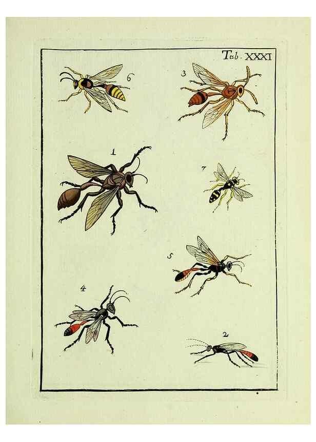 Reproducción/Reproduction 23766058528: Naturgeschichte, Klassification und Nomenclatur der Insekten vom Bienen, Wespen und Ameisengeschlecht :. Frankfurt am Main :in der Hermannischen Buchhandlung,1791.. 
