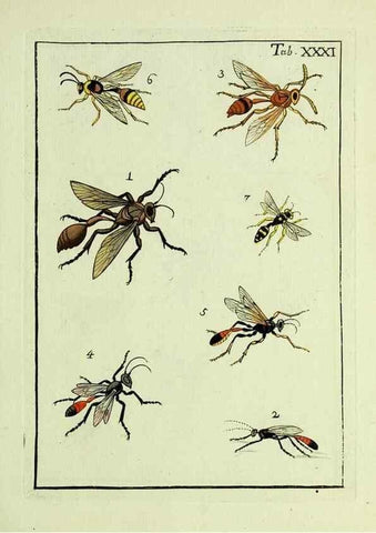 Reproducción/Reproduction 23766058528: Naturgeschichte, Klassification und Nomenclatur der Insekten vom Bienen, Wespen und Ameisengeschlecht :. Frankfurt am Main :in der Hermannischen Buchhandlung,1791.. 