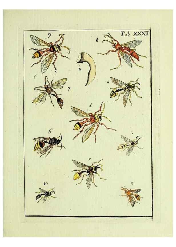 Reproducción/Reproduction 23766059798: Naturgeschichte, Klassification und Nomenclatur der Insekten vom Bienen, Wespen und Ameisengeschlecht :. Frankfurt am Main :in der Hermannischen Buchhandlung,1791.. 